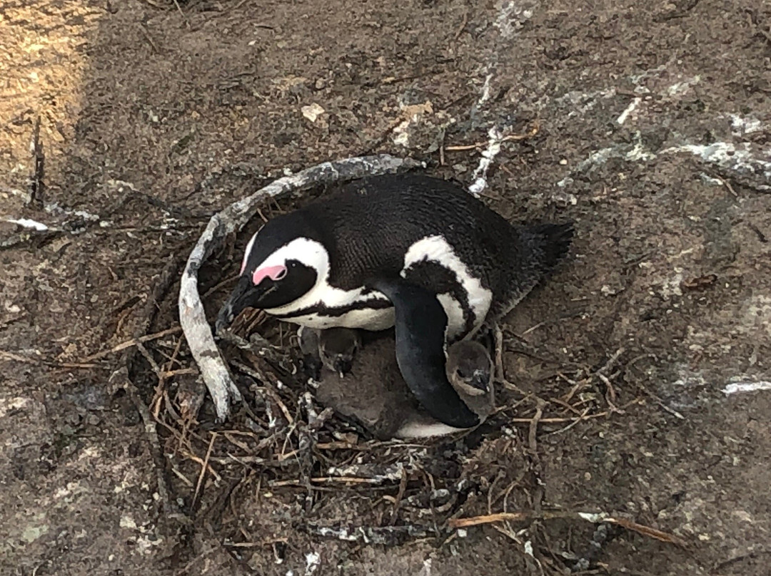 Cape Town Day Tours-Rondebosch必去景点