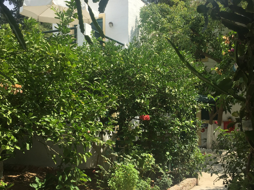 Alpha Stegna Sun主图