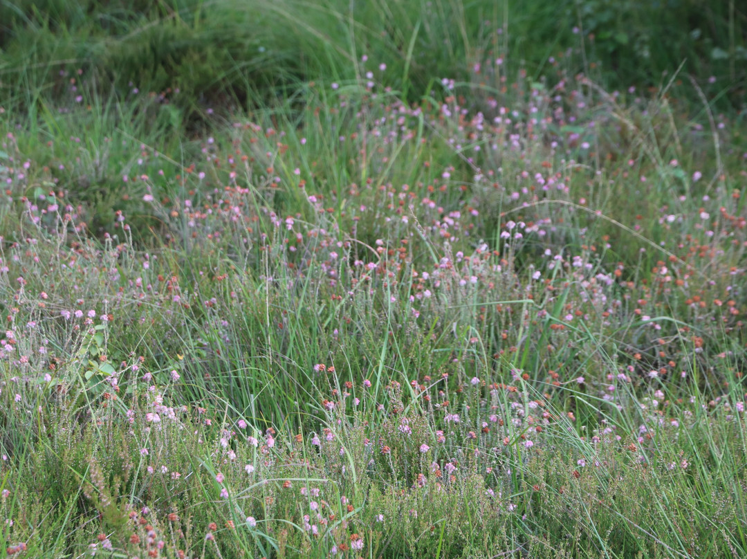 Moor bei Niedersandhausen-Osterholz-Scharmbeck必去景点