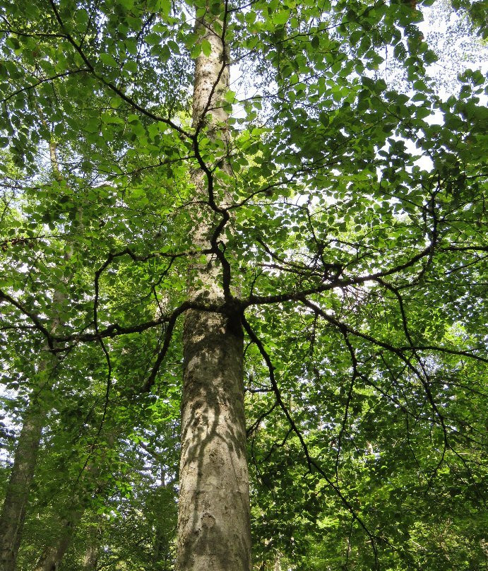 Åsnens National Park景点图片