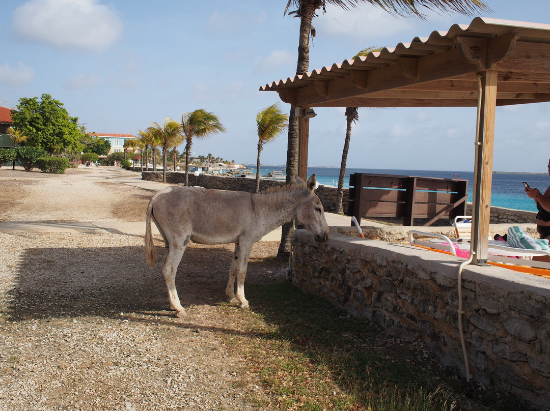 Sand Dollar Bonaire主图