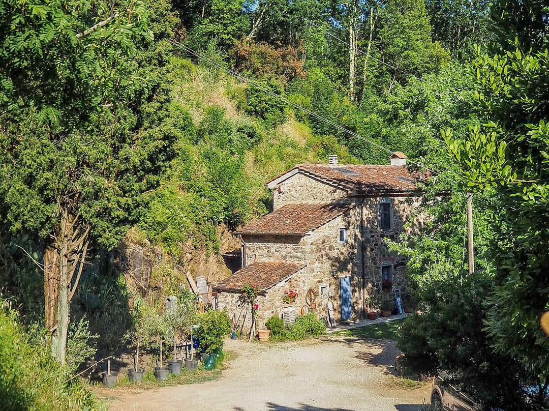 Agriturismo Tananei - Extra Virgin Olive Oil experience-Marliana必去景点