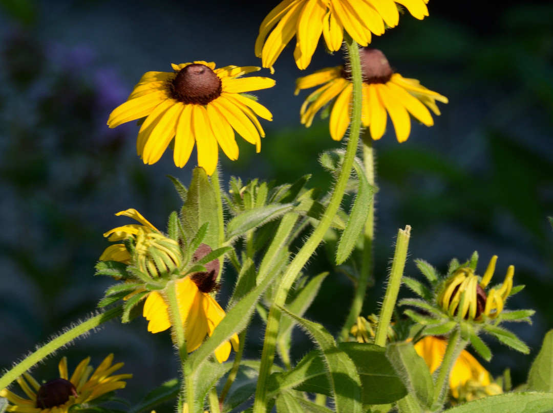 Harmony Hill Bed and Breakfast主图