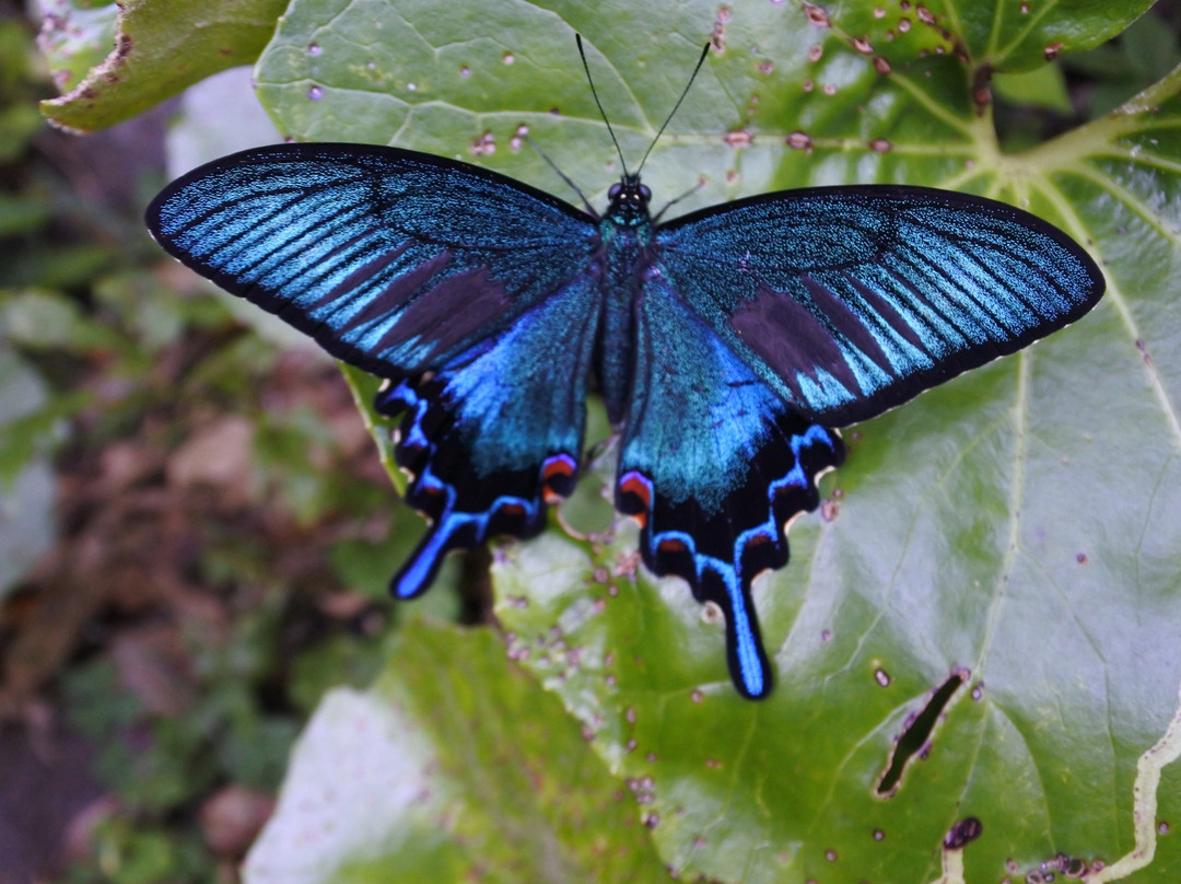 Hitosuteana-八丈岛必去景点