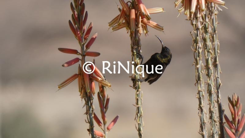 Weltevrede Guestfarm主图