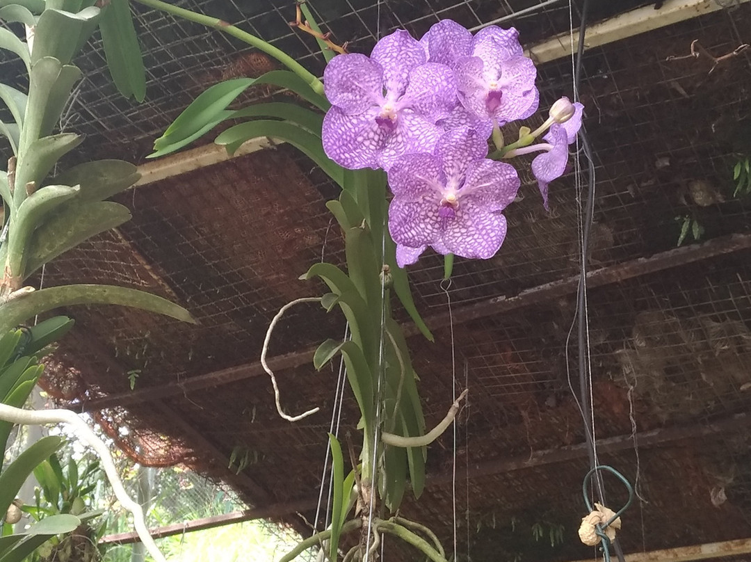 Orquidário Público de Guarulhos-瓜鲁柳斯必去景点