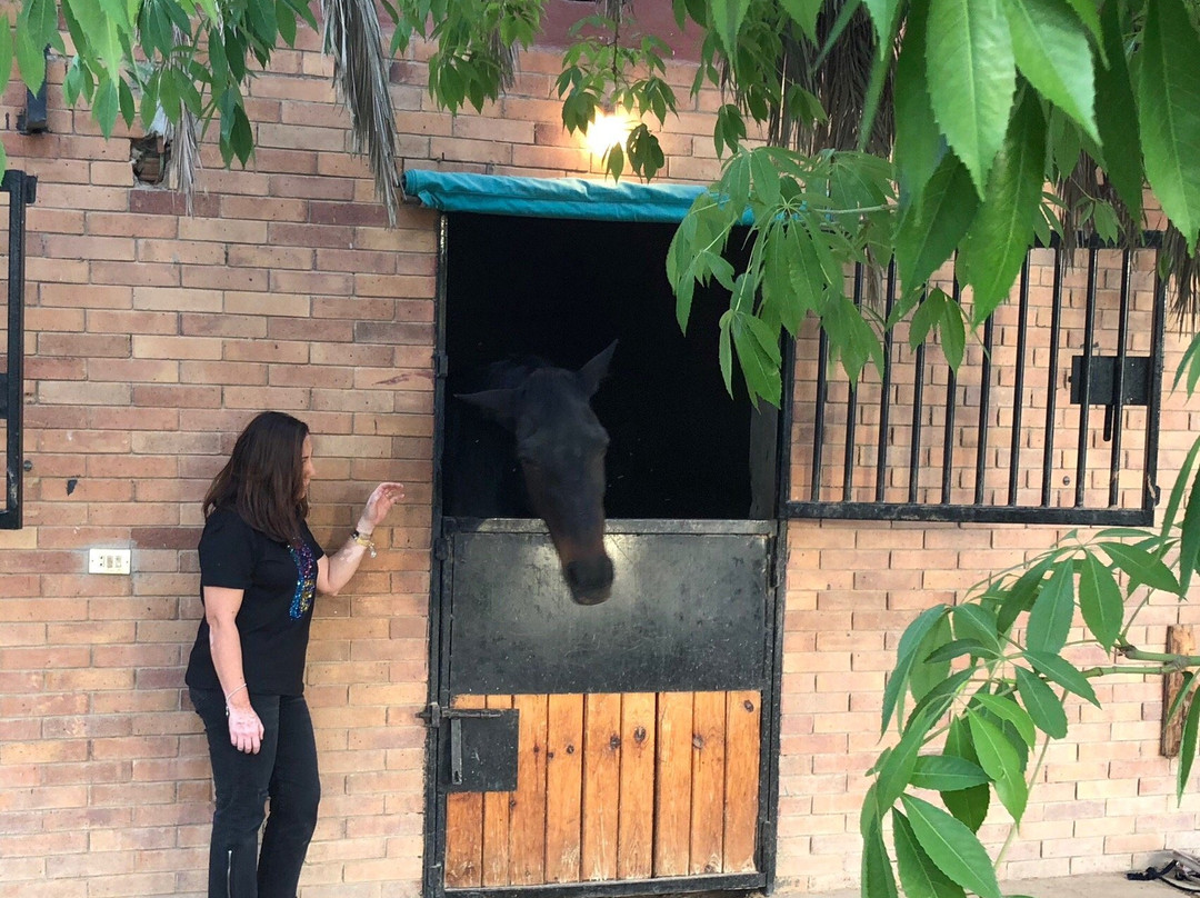 Stallion Equestrian Center-开罗必去景点