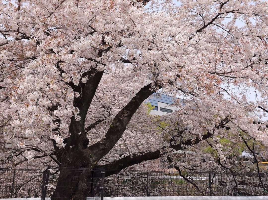 Senbon Cherry Blossom in Akagi Nammen-前桥县必去景点