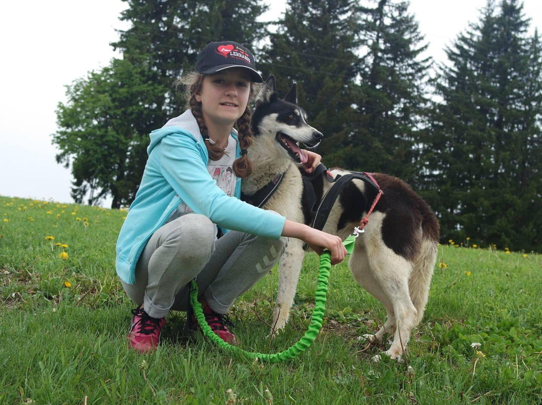 3D NORDIC, chiens de traîneau-Praz Sur Arly必去景点