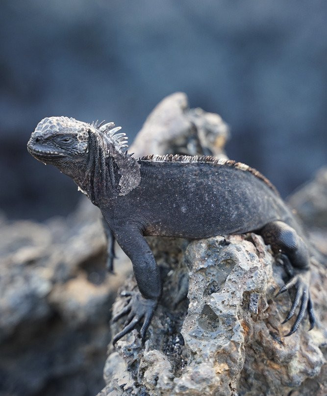 GreenGo Travel-基多必去景点