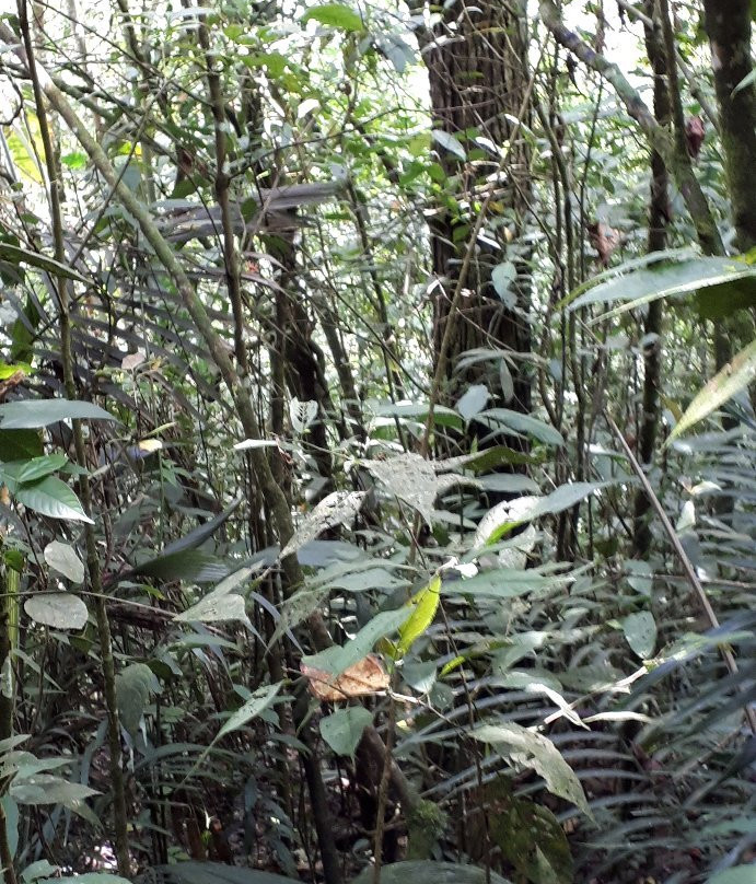 Kasaguadua Natural Reserve景点图片