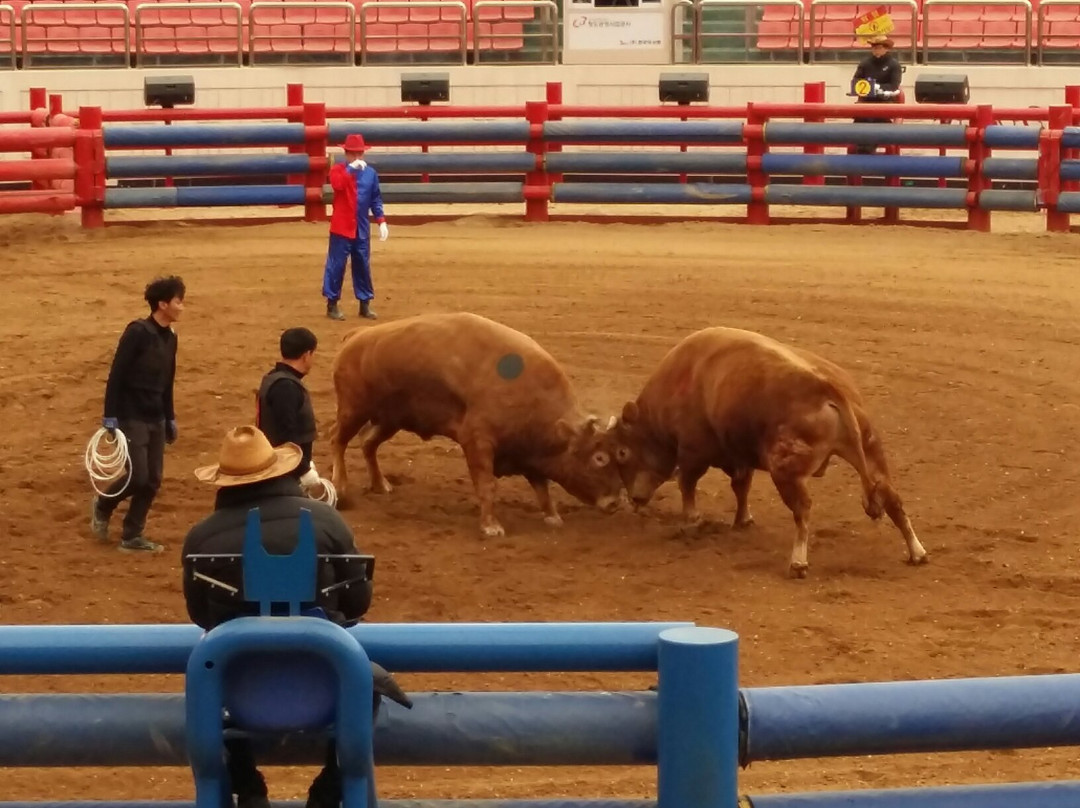 Cheongdo Bullfighting Stadium景点图片