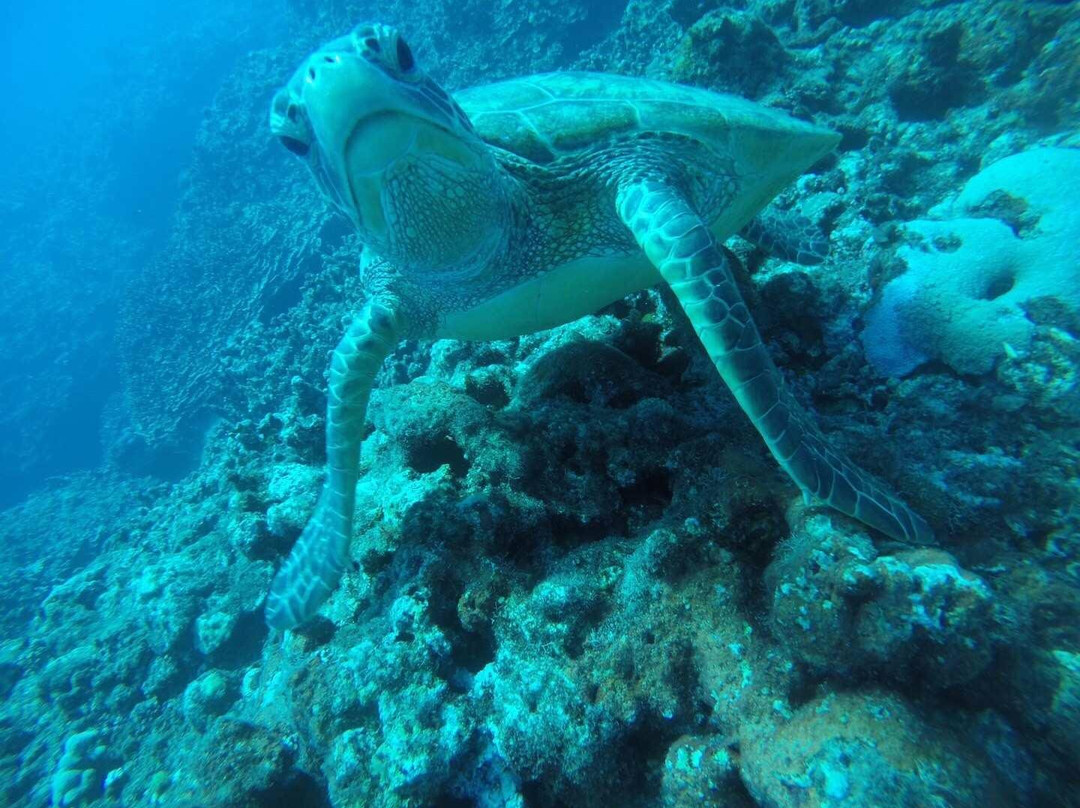 Green Flash Dive Services-加拉班必去景点