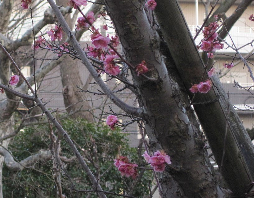 Seiseki Kamata Umeyashiki Park-Kamata必去景点