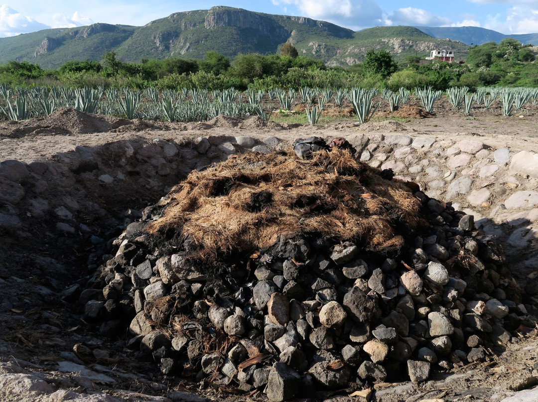 Agave Fields-瓦图尔科必去景点