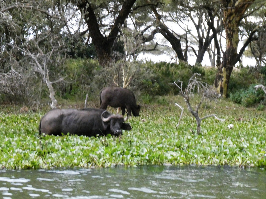 Baboons & Vervits-纳库鲁湖国家公园必去景点