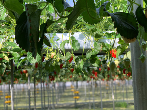 Ishibashi Farm-袖浦市必去景点