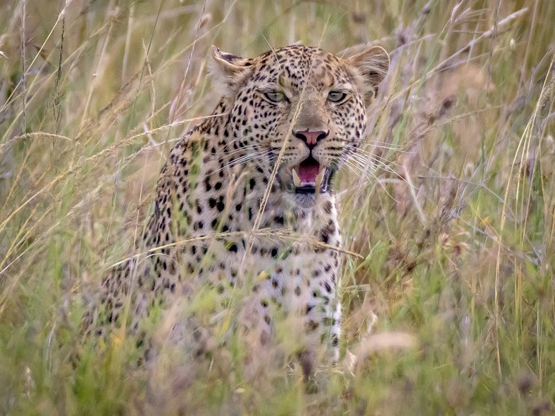 Sungura Safaris景点图片