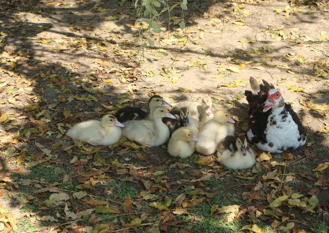 Kalaka Cooking Class - Thai cooking class in Chiang Mai-清迈必去景点