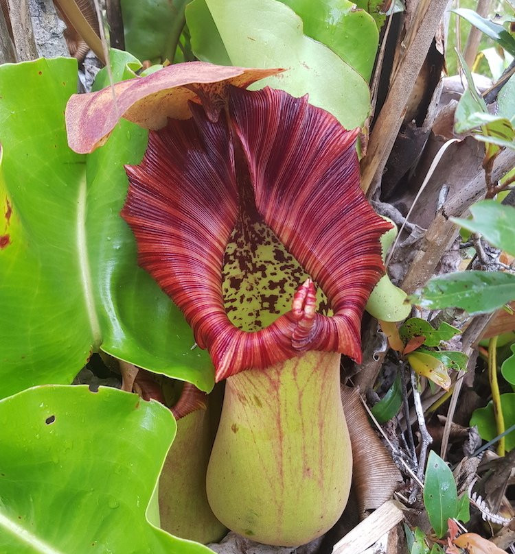 Mount Redondo Natural Bonsai Forest-Loreto必去景点