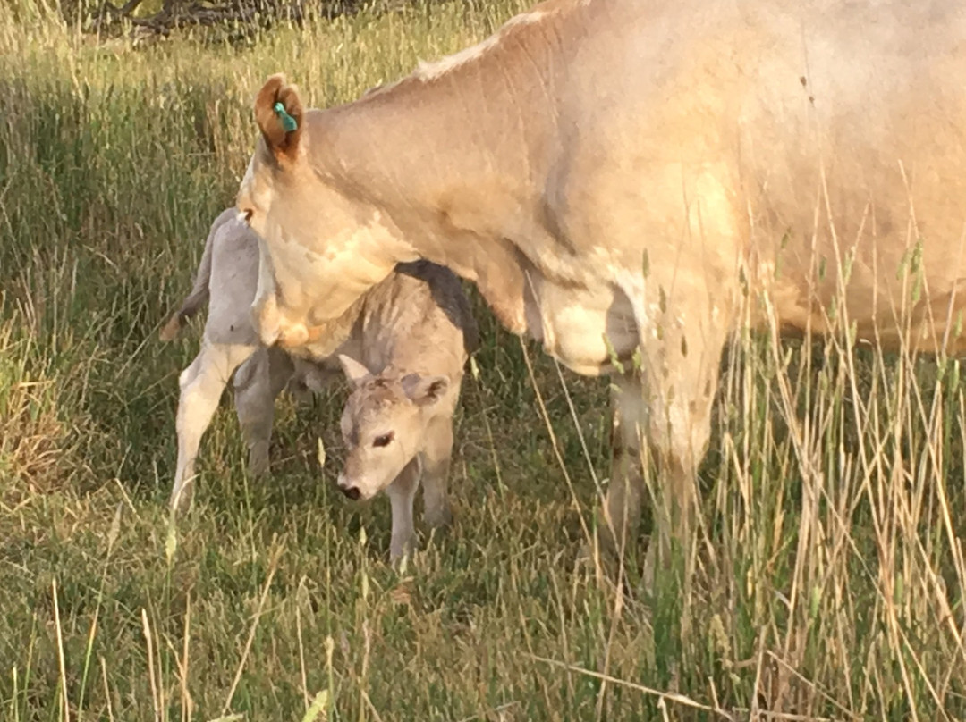 Wirraway Farm Stay主图