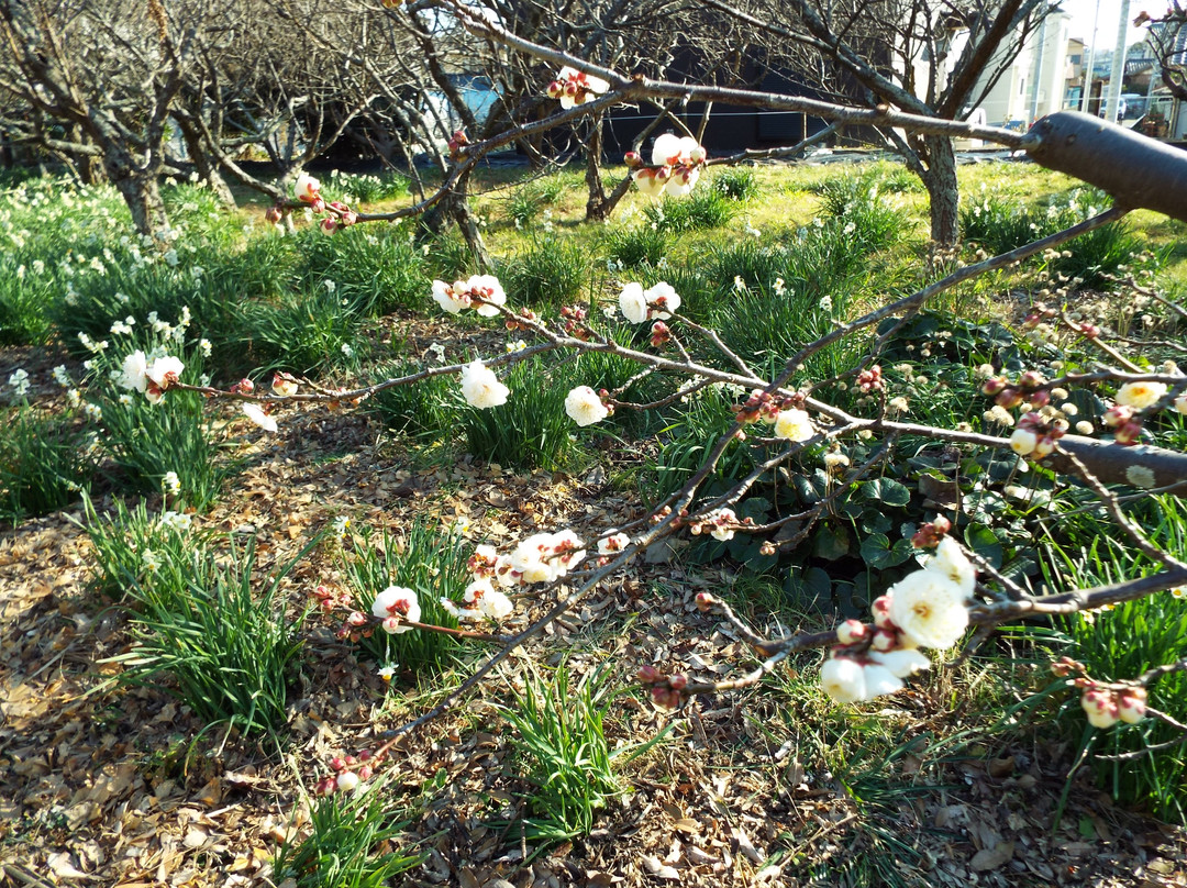 Soho Tokutomi Museum-二宫町必去景点