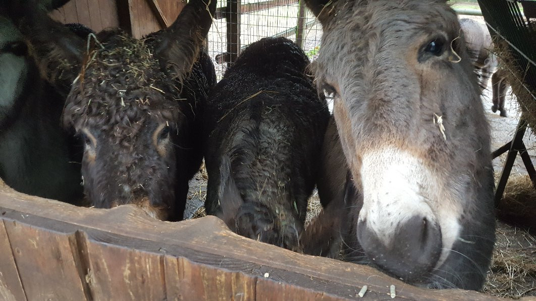 Wildpark Frankenhof-Reken必去景点