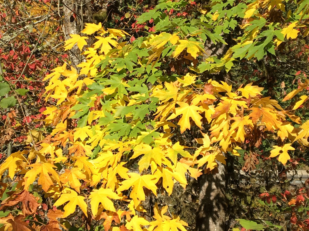 Goodpasture Bridge-Vida必去景点