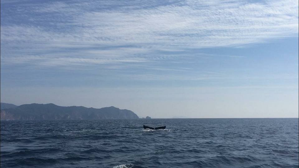 Tours Acuaticos Mahi-Mahi-曼萨尼约必去景点