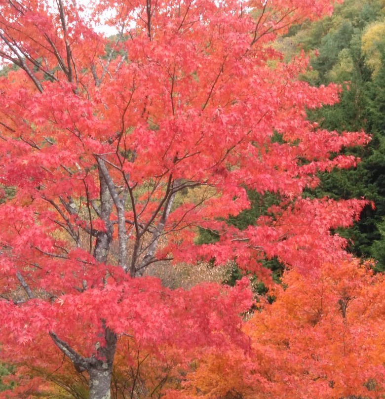Lake Momiji (Minowa Dam)-箕轮町必去景点