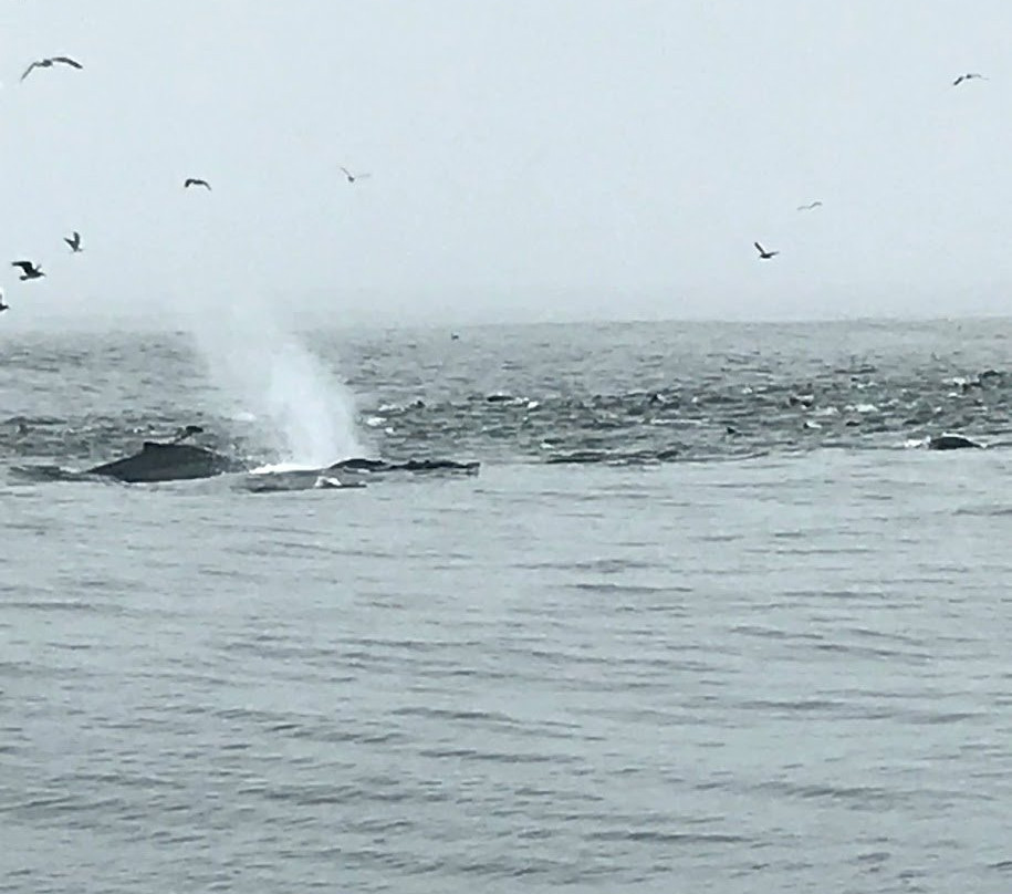 Discovery Whale Watch景点图片