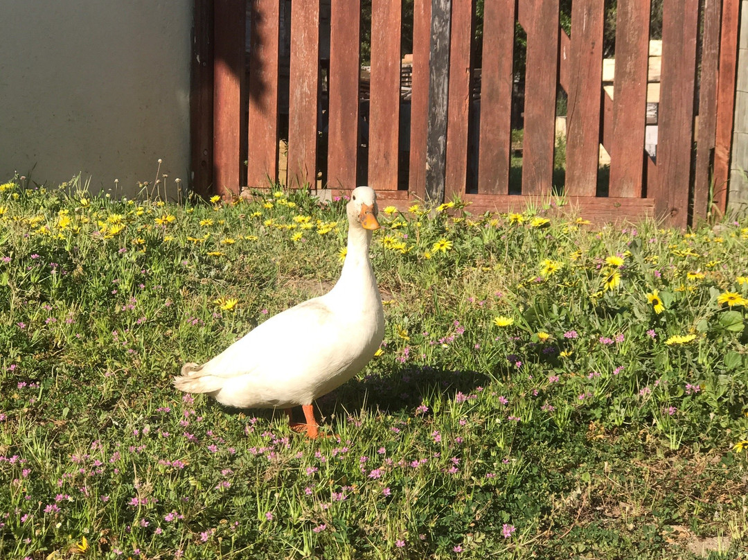 Pepe Charlot-Kommetjie必去景点