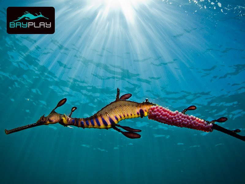 Bayplay-Snorkel with Seadragons Tour景点图片