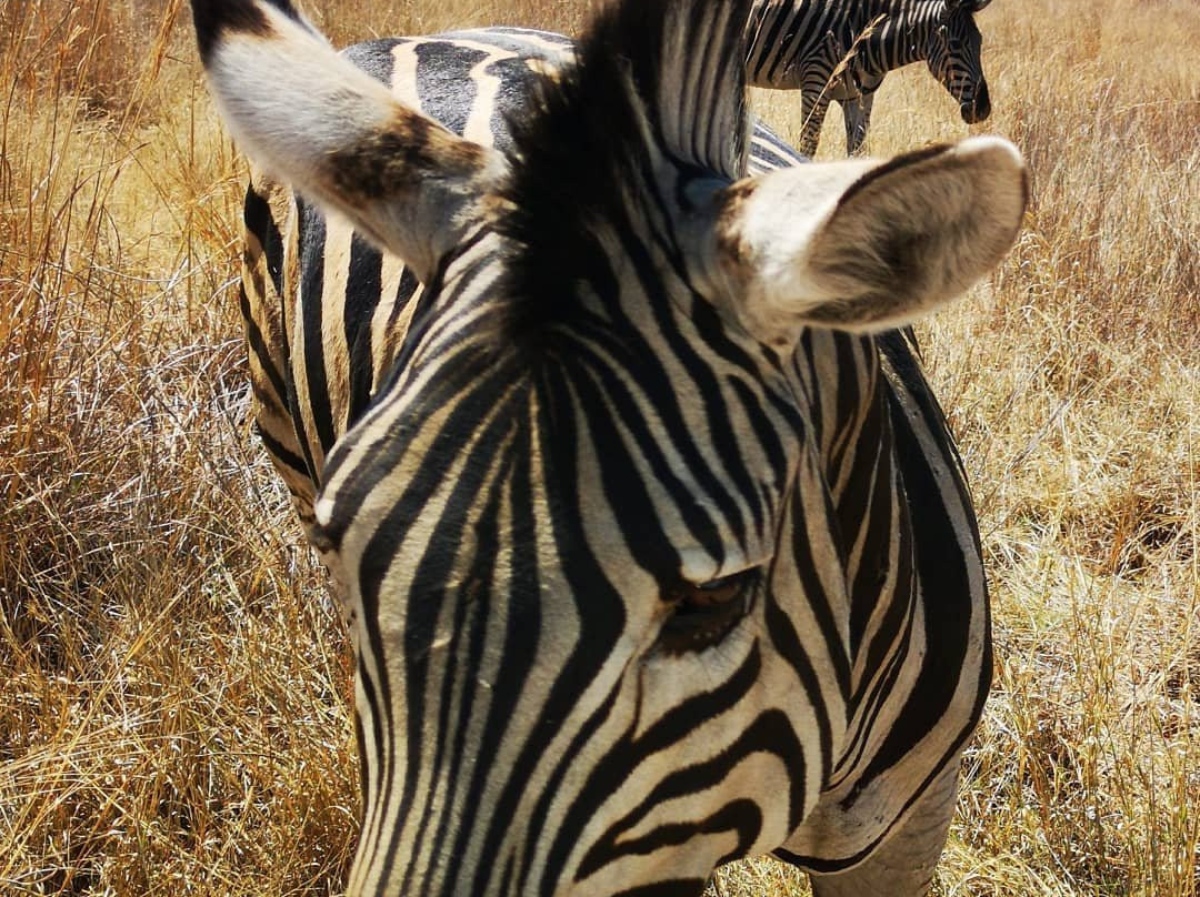 Bhubeza Safaris-匹兰斯堡国家公园必去景点