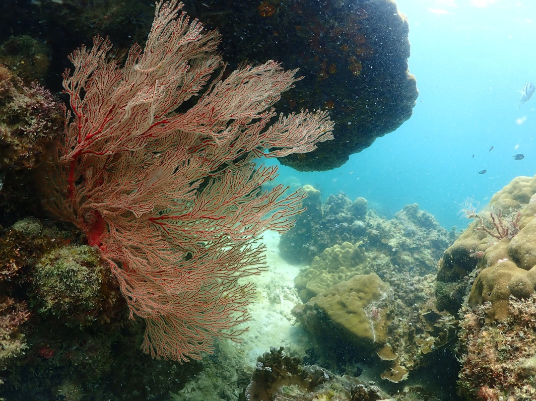 Samaesarn Snorkeling Trip景点图片