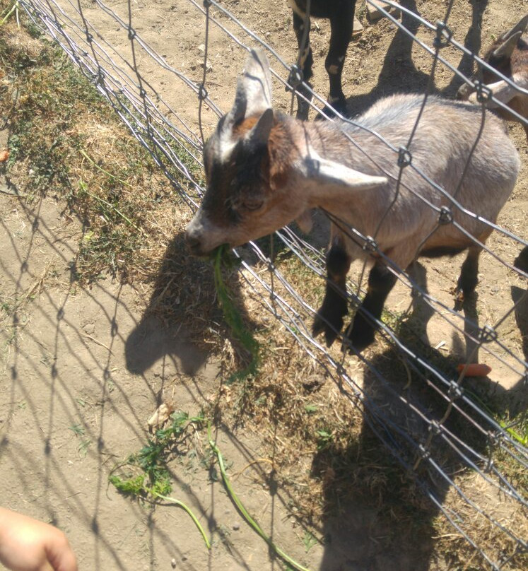 Bergerhof-哈廷根必去景点