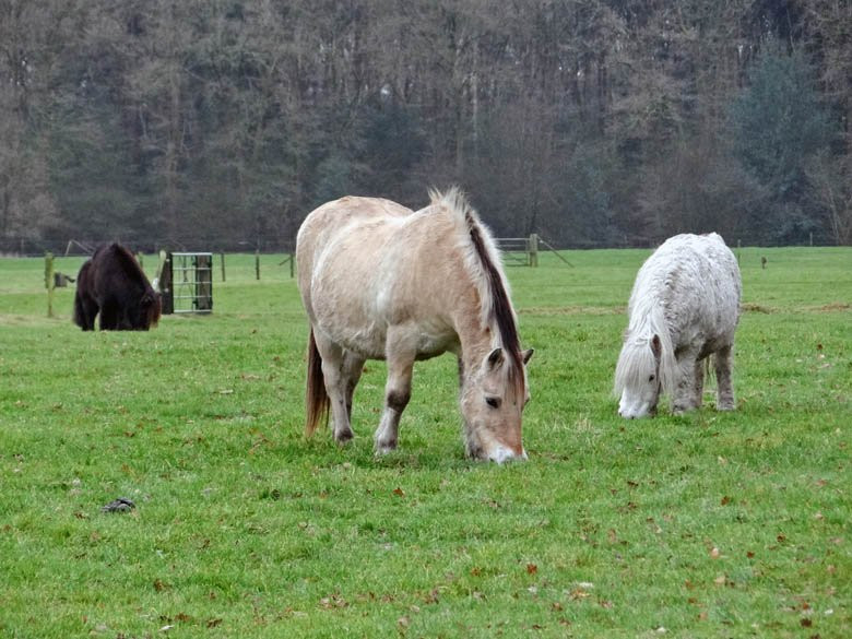 De Paardenkamp - Boerderij Vosseveld景点图片