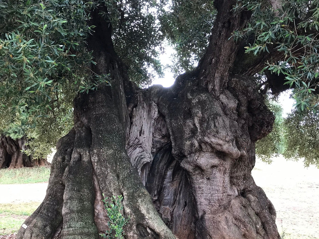 Ad Pugliam-巴里必去景点