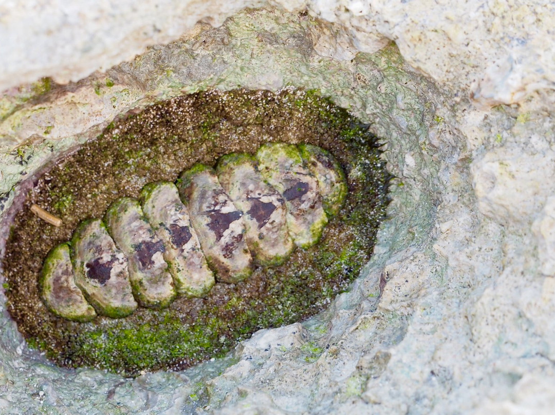 Lady Elliott Island Eco Resort-Runaway Bay必去景点