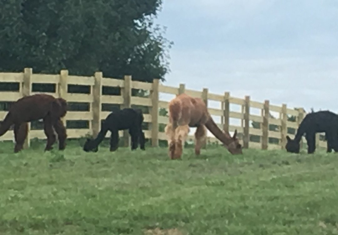 Pacabella Farm Alpacas & Boutique-Wirtz必去景点