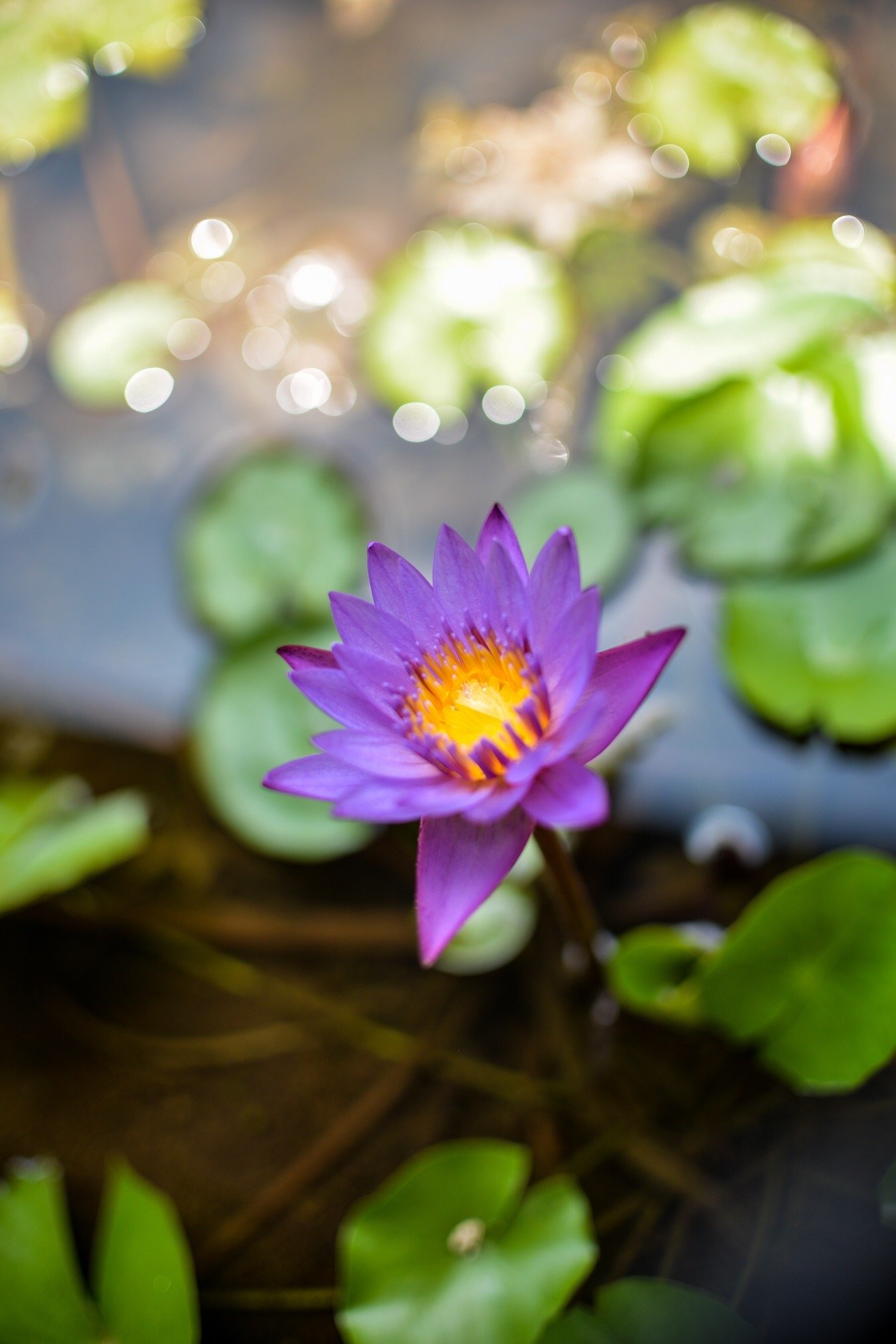 Rovenluck Eco Cabana-官方