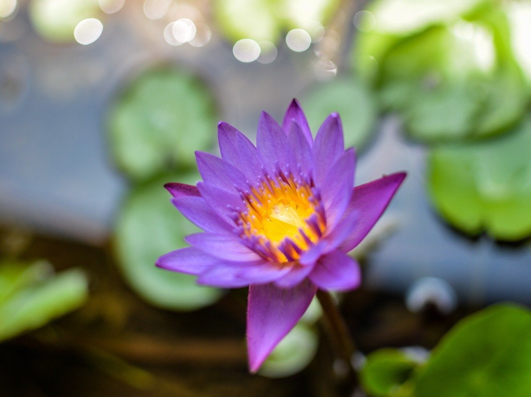 Midigama East酒店住宿-Rovenluck Eco Cabana