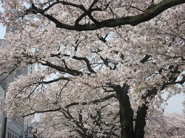 Hitachi Cherry Blossom Matsuri景点图片