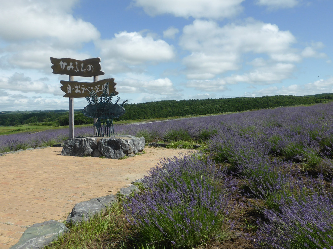 Hinode Lavender Garden景点图片