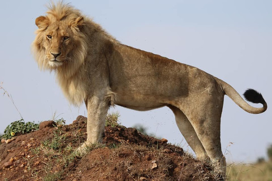 Amazing Memories Safaris-内罗毕必去景点