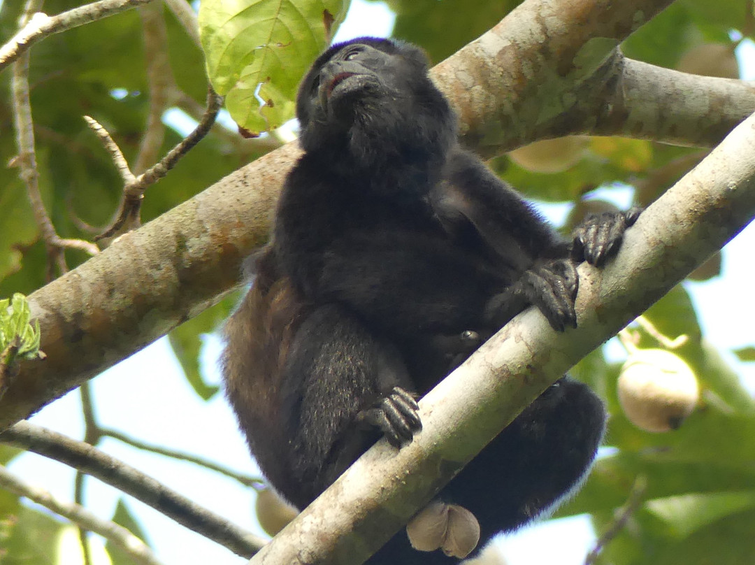 Pachamama Jungle River Lodge主图