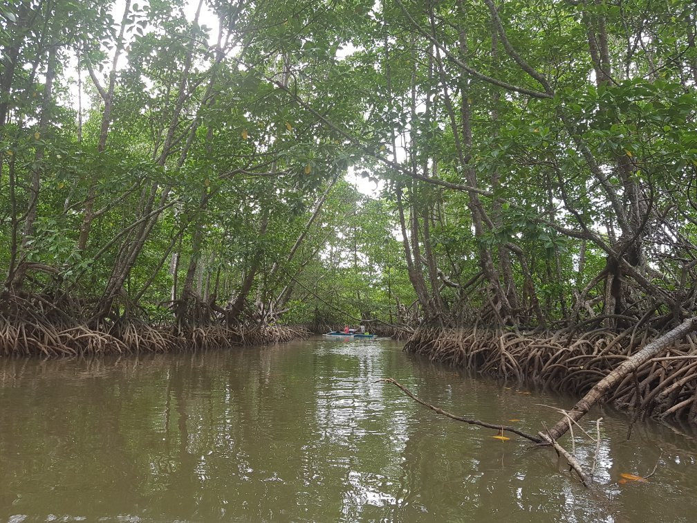 Mystic Mangrove Adventure-爱妮岛必去景点
