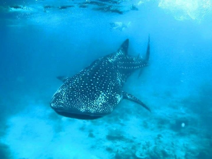 Fish Head Dives & Water Sports-Hangnaameedhoo Island必去景点