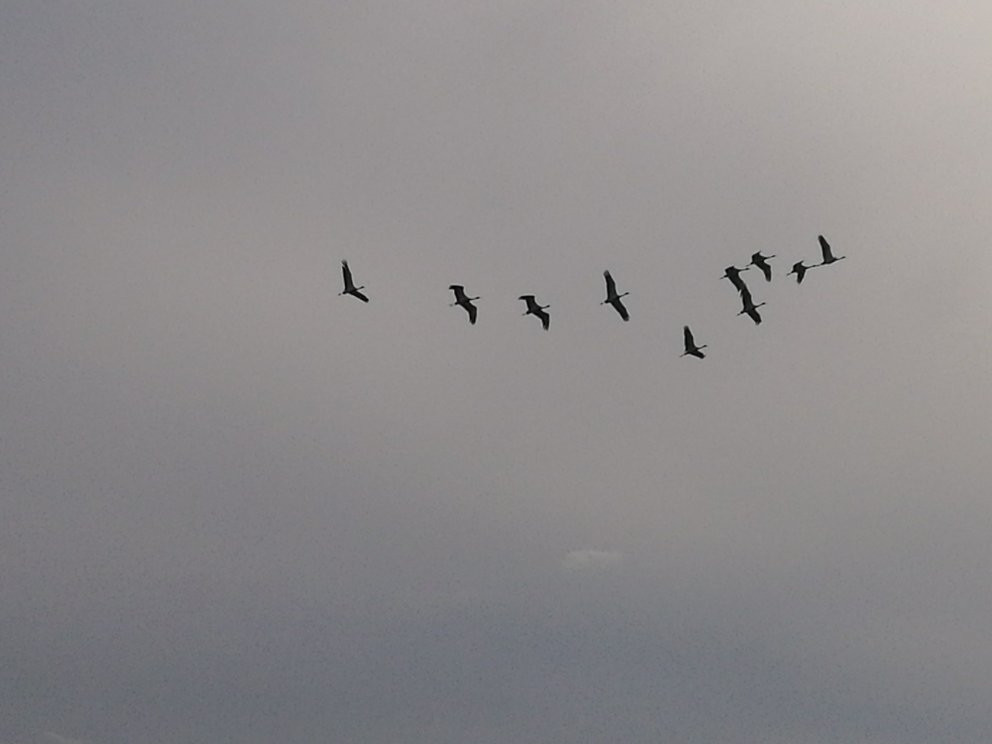 黄河入海口-东营市必去景点