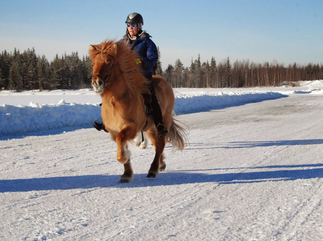Galgbackens Islandshästar-Gallivare必去景点